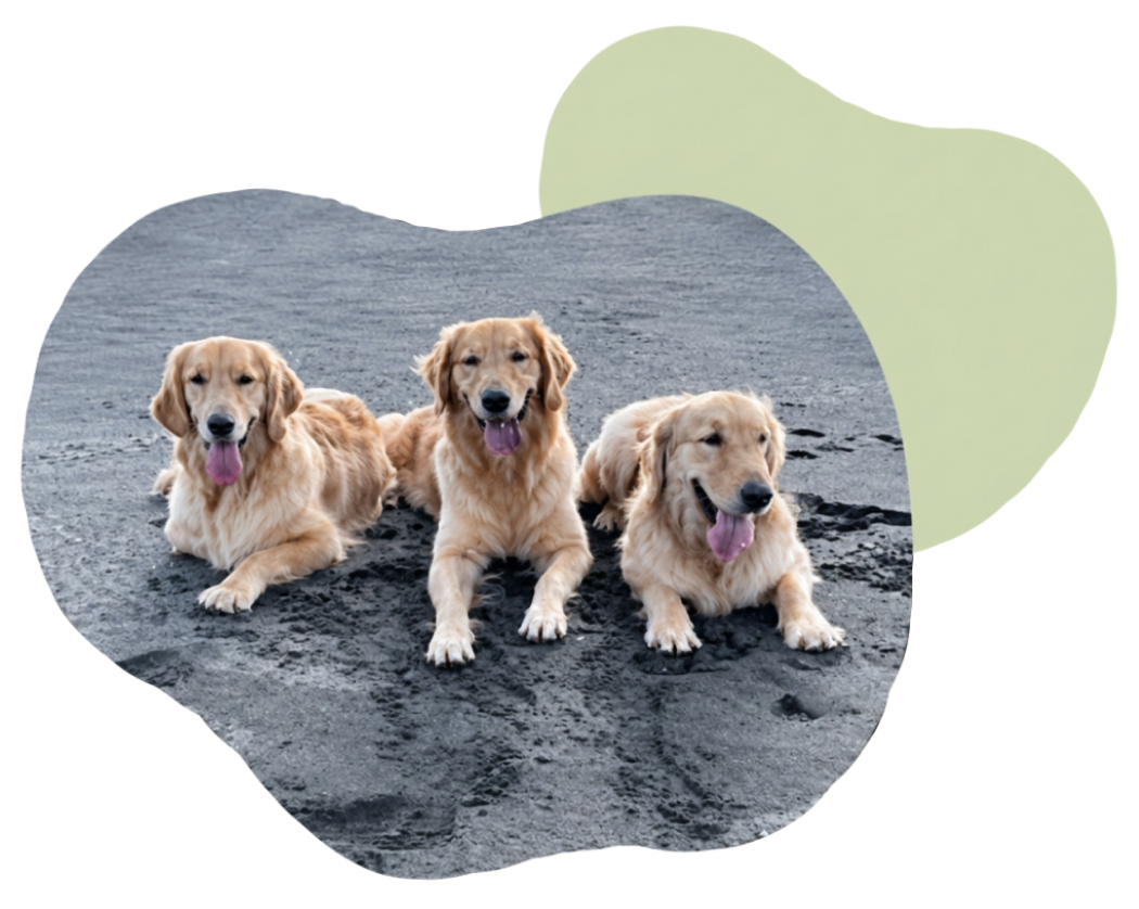 砂浜で並ぶゴールデンレトリバー