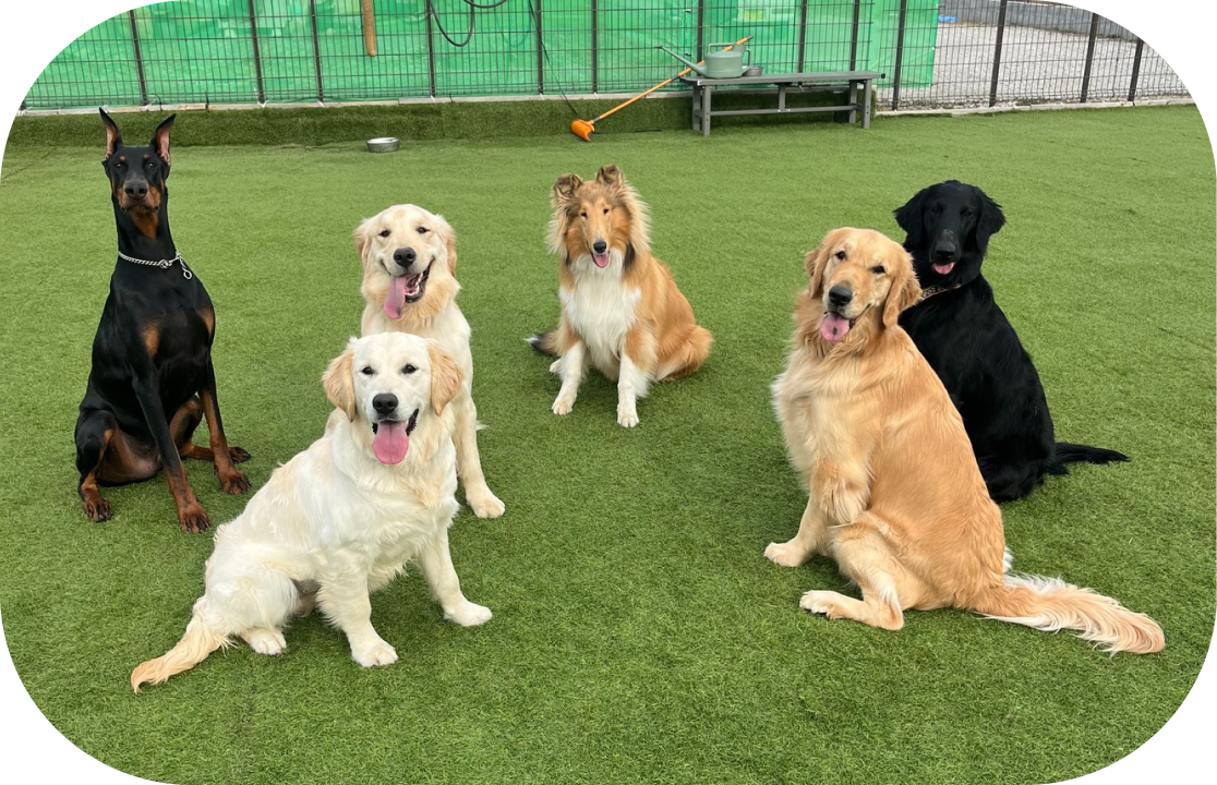 ドッグスクールで犬と向き合う様子