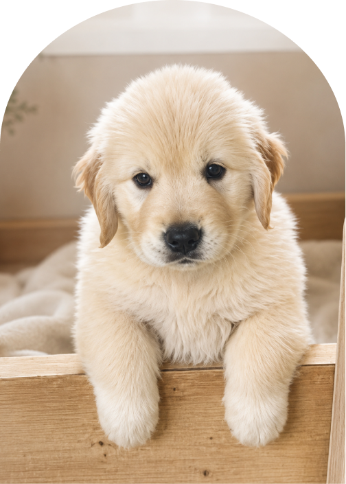紹介可能なゴールデンレトリバーの仔犬