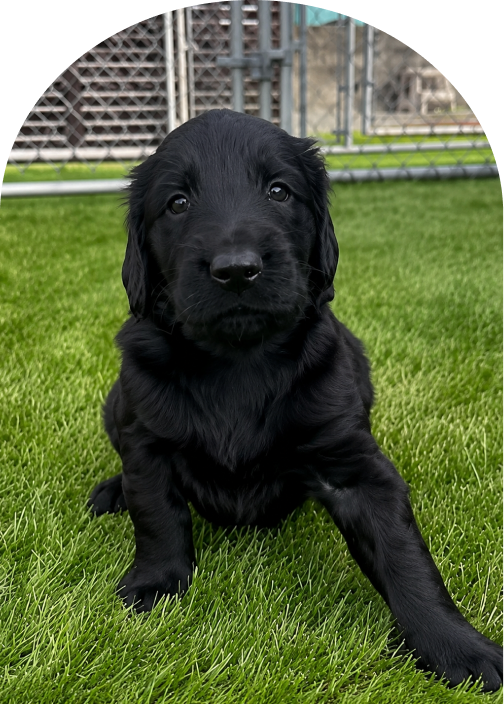 紹介可能な黒い仔犬