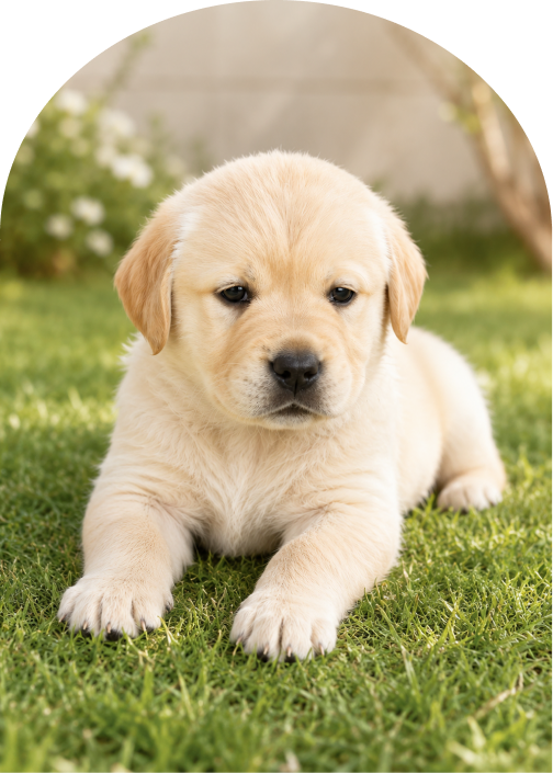 紹介可能なラブラドールの仔犬