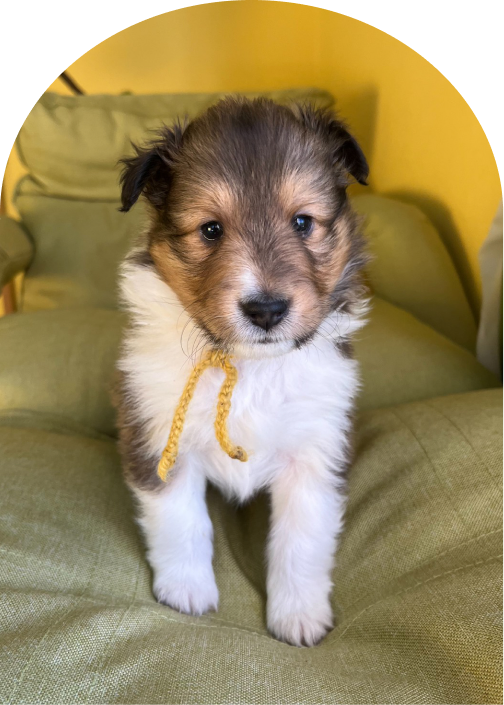 紹介可能なシェルティの仔犬